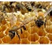Фотография в Домашние животные Другие животные Продам 5 пчелосемей (по 7-8 рамок).Порода в Анапе 5 000