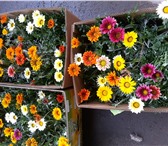 Фотография в Прочее,  разное Разное ОПХ "РосАгроСнаб" Саратов. Всегда в продаже в Саратове 0