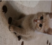 Фото в Домашние животные Отдам даром Найден маленький ухоженный котенок! Видно, в Твери 0