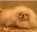 Фото в Домашние животные Вязка собак Породистые кобели пекинеса (белый и серо-палевый) в Хабаровске 0