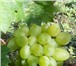 Фото в Домашние животные Растения продаю саженцы и черенки винограда из собственного в Саратове 100