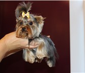 Фото в Домашние животные Услуги для животных Салон красоты для собак и кошек "Beauty Dog" в Балашихе 1 000