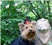 Йоркширского терьера клубный щенок-8 месяцев: родословная РКФ, привит по возрасту, клеймо , ветпа 67010  фото в Москве