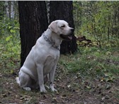 Фото в Домашние животные Вязка собак Красивый, активный, жизнерадостный лабрадор в Красноярске 0