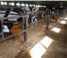 Изображение в Домашние животные Другие животные Продаются телята, бычки с фермерского хозяйства, в Москве 10 000