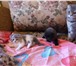 Шотландские вислоухие котята 1216083 Скоттиш фолд фото в Самаре
