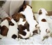 Продаю щенков джек рассел терьера, родились 16 декабря, привиты и клеймены, от породистых произв 64691  фото в Москве