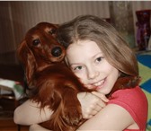 Изображение в Домашние животные Вязка собак Самый милый, красивый, ласковый и жизнерадостный в Москве 0