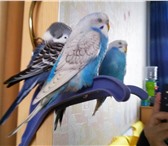 Фото в Домашние животные Птички Продам волнистого попугайчика, мальчик, окрас в Сургуте 900