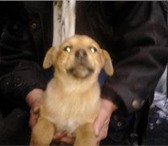 Фото в Домашние животные Отдам даром Отдам подрощенных щеночков в добрые руки! в Барнауле 0