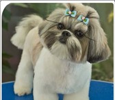 Фотография в Домашние животные Услуги для животных Предлагаю Вашему питомцу весь спектр парикмахерских в Москве 1 000