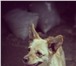 Фотография в  Отдам даром-приму в дар Молли, небольшая собачка примерно 2-х лет, в Саратове 0