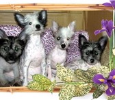 Продаются щенки китайской голой хохлатой собаки с хорошей родословной,  Девочки,  Возраст 3 месяца, 68426  фото в Москве