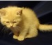Британский котёнок кремового окраса,  мальчик 3950820 Британская короткошерстная фото в Санкт-Петербурге