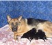 Продаются элитные щенки немецкой овчарки для выставок, разведения и охраны, мать: Юлиана, ОКД, 65183  фото в Челябинске