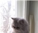 Фотография в Домашние животные Вязка Персидская кошечка, окрас шиншилла ищет своего в Воронеже 0