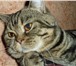Foto в Домашние животные Вязка Молодой опытный котик скоттиш страйт, окрас в Дзержинске 2 500