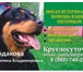Изображение в Домашние животные Услуги для животных Любая ветеринарная помощь вашим любимцам в Ярославле 300