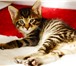 Котята курильского бобтейла с родословной от Чемпиона Мира 740012 Курильский бобтейл фото в Барнауле