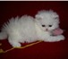 Foto в Домашние животные Другие животные Продам персидских котят, окрас белый, глазки в Красноярске 3 800