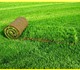 Рулонный газон 100% мятлик от производит