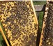 Фото в Домашние животные Другие животные Пчелоферма, на рынке 10 лет. гарантия качества.Пчелопакеты в Оренбурге 2 500