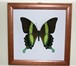 Foto в Мебель и интерьер Другие предметы интерьера Бабочки в рамке купить, засушенные бабочки в Москве 800