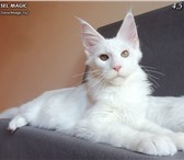 Котята породы мейн-кун с яркими породными данными 1417188 Мейн-кун фото в Самаре