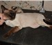 Фото в Домашние животные Услуги для животных Профессиональная стрижка собак и кошек с в Новороссийске 700