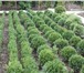 Фото в Прочее,  разное Разное Декоративное растение самшит от 140 руб за в Москве 100
