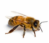 Фото в Домашние животные Разное Вниманию пчеловодов! Принимаются заказы на в Кургане 0
