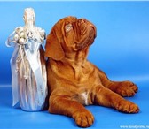 Продаются замечательные щенки бордоского дога, 3 девочки и 2 мальчика (мама французских кровей, п 68053  фото в Екатеринбурге