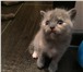 Шотландские чистокровные котята 1953510 Скоттиш страйт фото в Барнауле
