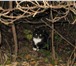 Изображение в  Отдам даром-приму в дар Отдадим 4 красивых смышленых котят, возраст в Кирове 0