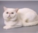 Foto в Домашние животные Вязка Шикарный клубный экзотический кот белого в Москве 5 000