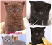 Продаются котята породы - британские короткошерстные (Simona Land), Котята ласковые, ручные, 68991  фото в Москве