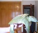 Foto в Домашние животные Другие животные экзотическая водная черепаха-китайский трионикс,хищница! в Иваново 500