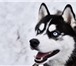 Фото в Домашние животные Вязка собак Предлагается для вязки кобель породы Сибирский в Нижнем Новгороде 25 000
