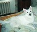 Фотография в Домашние животные Потерянные 13 января пропал кобель, Тоша, белая лайка, в Тольятти 0