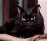 Изображение в Домашние животные Отдам даром Шикарный черный кот,  зовут его Вилли II в Новосибирске 0
