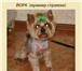 Фото в Домашние животные Услуги для животных Стрижка собакКомплекс для мелких пород собак в Москве 0