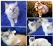 Два котёнка породы Ragdoll  (кошка-кукла), 3431189 Рэгдолл фото в Санкт-Петербурге