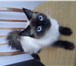 Foto в Домашние животные Услуги для животных Ищем сиамского котика для вязки,кошечке 1 в Москве 1 000