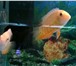 Изображение в Домашние животные Рыбки Аквариумы в наличии и на заказ,оборудование,рыбки,растения в Орле 0