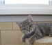 Foto в Домашние животные Потерянные Отдам котенка (девочку) добрым и ответственным в Новосибирске 0