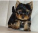Продаются очаровательные щенки йоркширского терьера, мальчики, возраст 2 месяца, Щенки с отличной 66951  фото в Омске