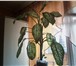 Изображение в Домашние животные Растения продам диффенбахию не кустовая ,растет в в Челябинске 100