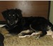 Фото в Домашние животные Отдам даром Отдам щенка (девочка), около 4 месяцев. Чистокровный в Владивостоке 0