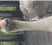 Foto в Домашние животные Другие животные Продам гусей. Порода линда , серые-большие. в Тамбове 180
