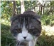 Изображение в Домашние животные Приму в дар Отдам в добрые руки котика, породы Шотландская в Стерлитамаке 0